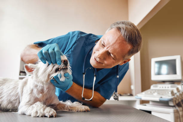 Best 24-Hour Emergency Dentist in Rochelle, GA
